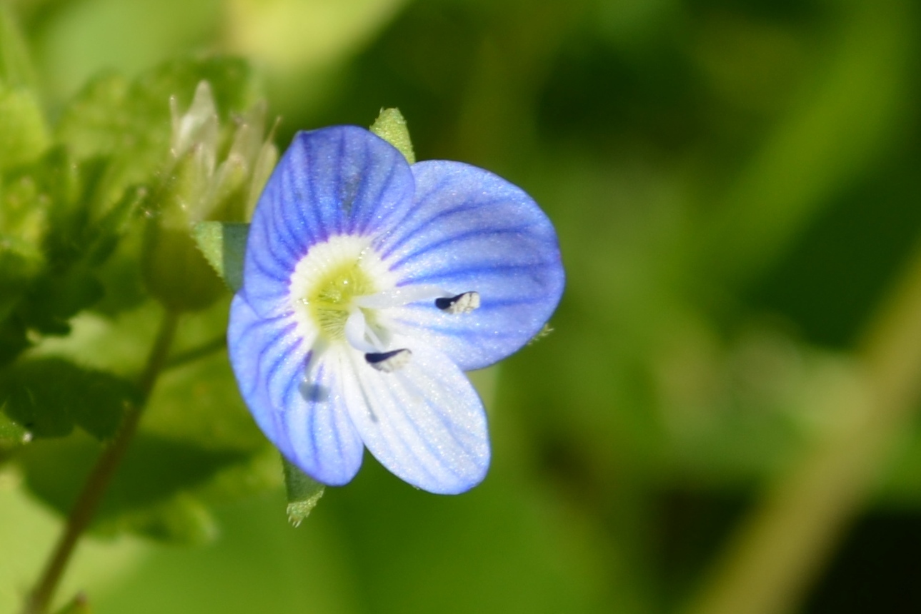 Veronica persica ?